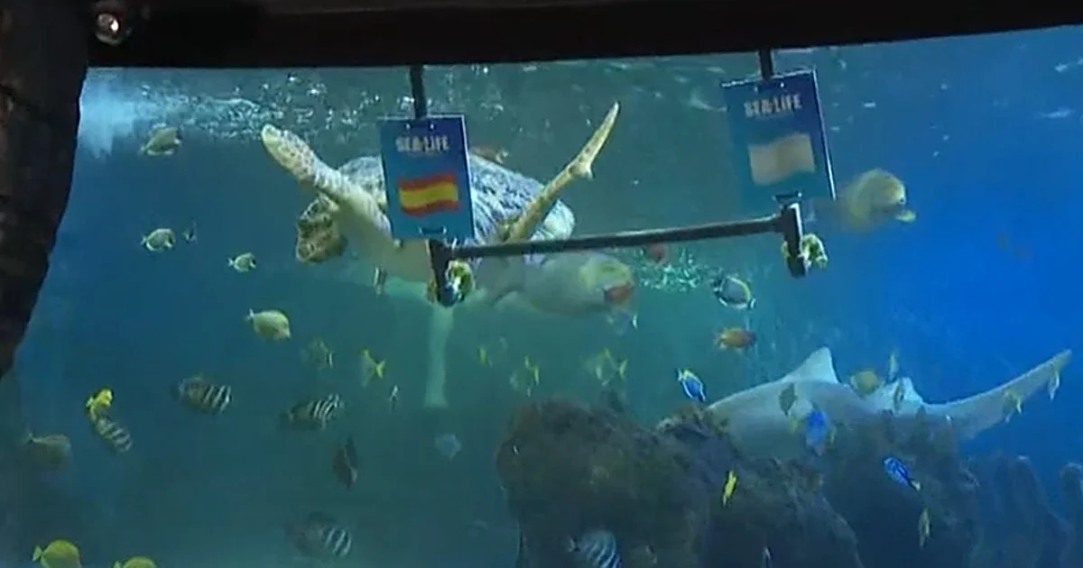 Una tortuga española predice que España vencerá a Argentina en el Mundial 2026
