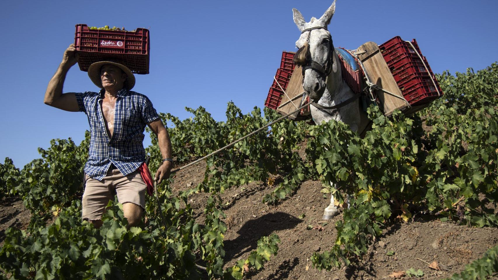 Vinos españoles de calidad: la tendencia que llega al Mundial 2026